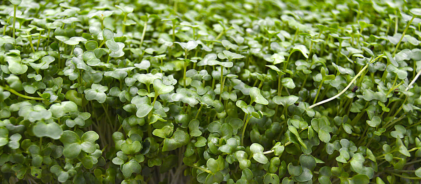 microgreens